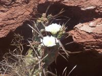 Opuntia de papier