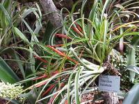 Tillandsia en éventail