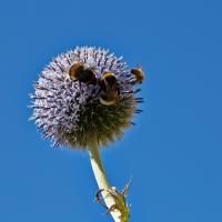 Echinops bannaticus