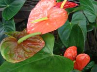 Anthurium d'André