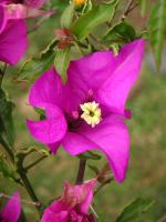 Bougainvillée glabre