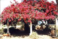 Bougainvillée glabre