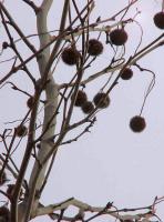 Platane à feuilles d'érable