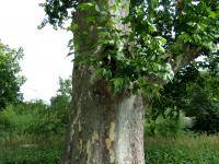 Platane à feuilles d'érable