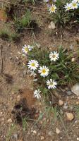 Gazania krebsiana