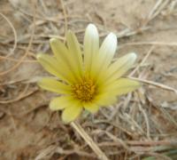 Gazania krebsiana