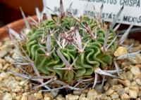 Stenocactus crispatus