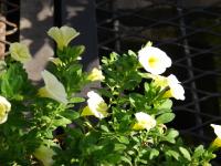 Calibrachoa