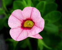 Calibrachoa