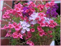 Diascia