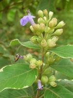 Gattilier trifolié