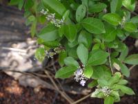 Gattilier trifolié