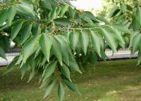 Zelkova du Japon