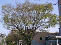 Zelkova du Japon