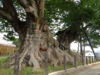 Zelkova du Japon