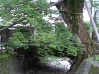 Zelkova du Japon