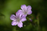 Géranium noueux