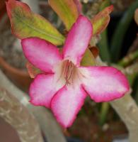 Adenium multiflorum