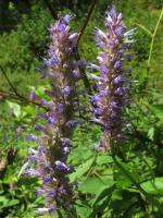 Agastache mentholée