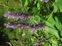 Agastache mentholée