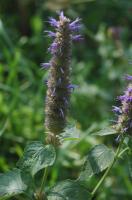 Agastache mentholée