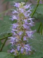 Agastache mentholée