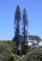 Araucaria de Cook