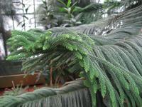 Araucaria de Cook