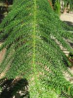 Araucaria de Cook