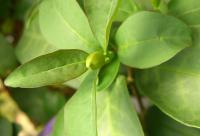 Brunfelsia pauciflore