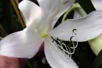 Crocosmie masoniorum