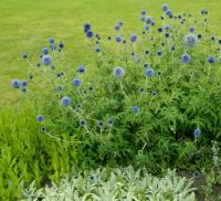 Echinops à têtes rondes