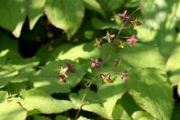 Fleur des elfes des Alpes