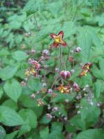 Fleur des elfes des Alpes
