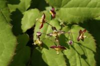 Fleur des elfes des Alpes
