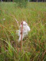 Linaigrette à feuilles larges