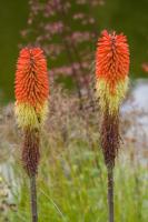 Kniphofia caulescens