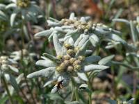 Edelweiss palibinianum