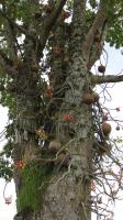 Arbre aux boulets de canon