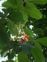 Arbre aux boulets de canon