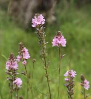 Mauve de l'Oregon