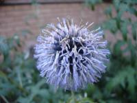 Echinops azuré