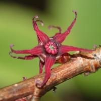 Disanthus à feuilles de cercis