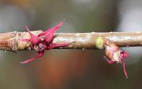 Disanthus à feuilles de cercis