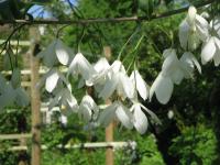 Arbre aux cloches d'argent