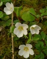 Oxalis petite oseille