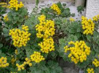 Chrysanthème du Pacifique