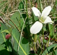 Anémopsis de Californie