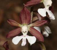 Calanthe