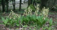 Calanthe